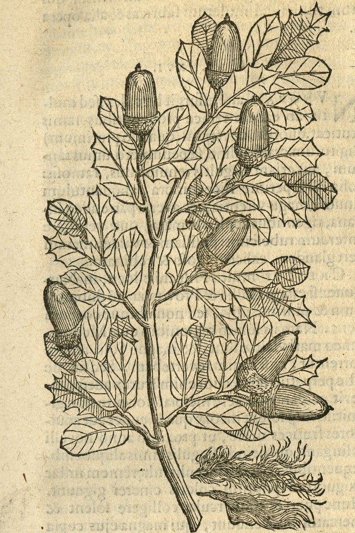 Quercus ilex, woodcut from Clusius, Rariorum plantarum historia, 1601